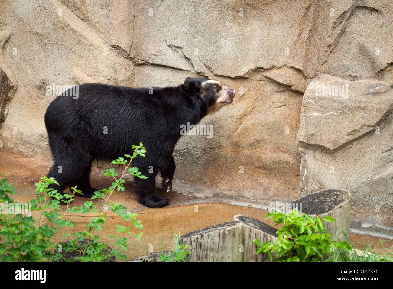 A spectacled bear (Tremarctos ornatus), also known as the Andean bear, or Andean short-faced bear, in captivity at the Lincoln Park Zoo in Chicago. Stock Photo