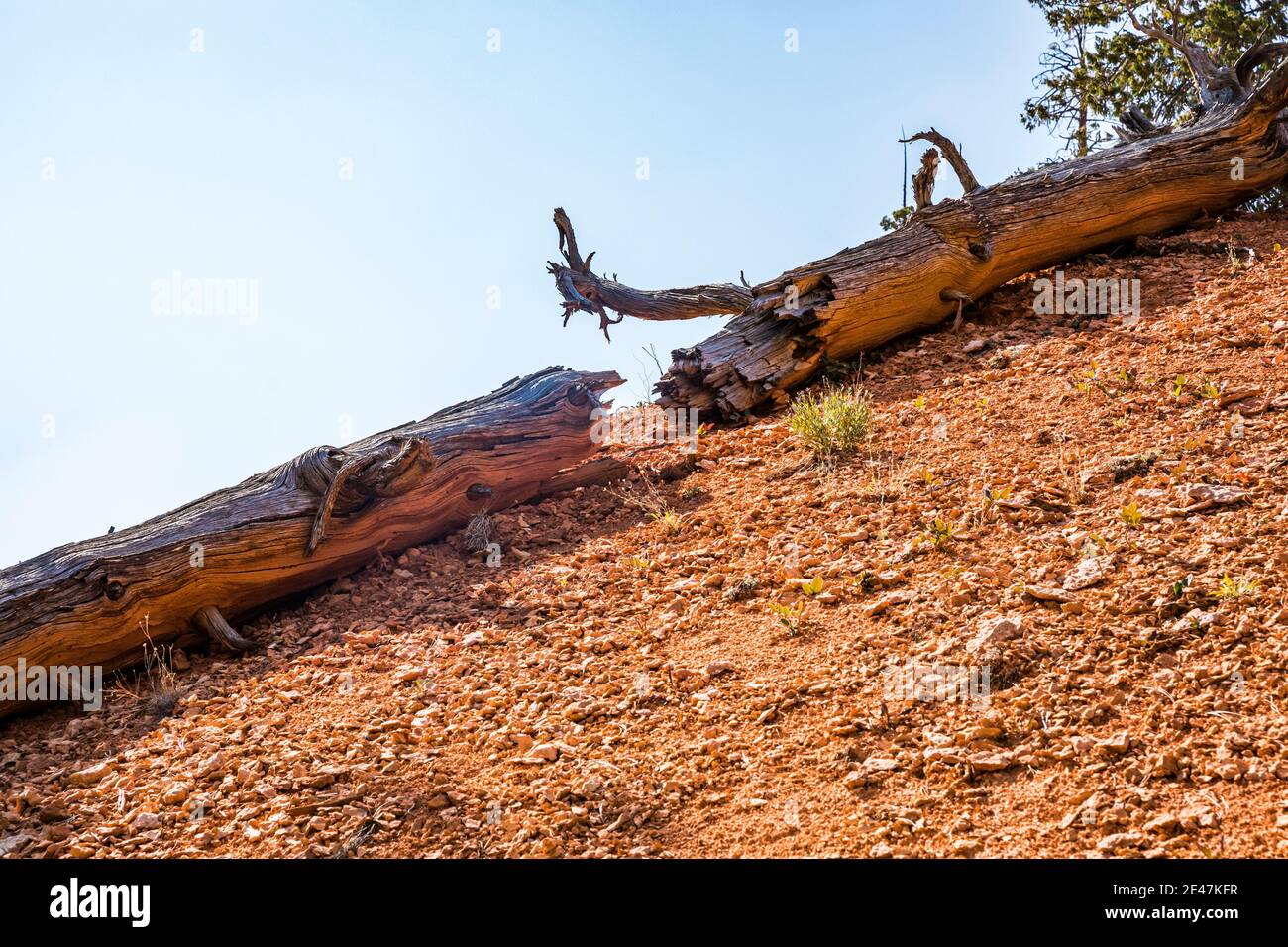 A fallen tree split in two lying on a barren hillside, Bryce Canyon ...