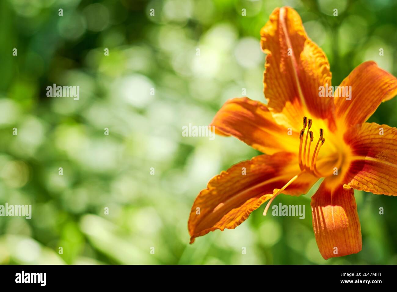 Elegant vivid orange lily on the blurred green background. Flowers in the wild Stock Photo