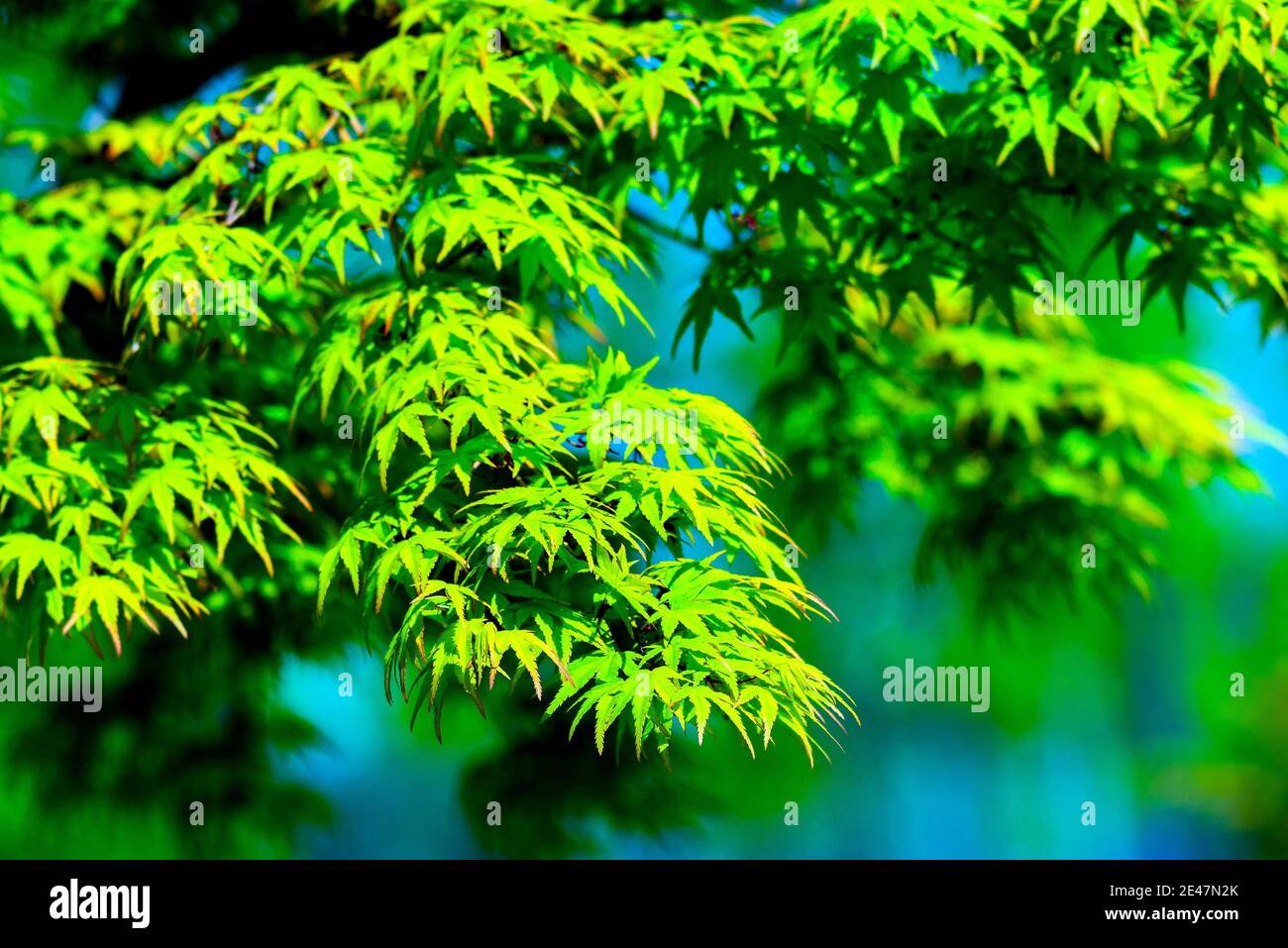 Acer palmatum or Palm-shaped maple budding in the spring. Leaves of tree on sunlight. Stock Photo