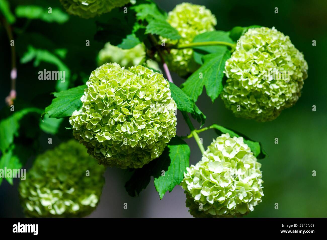 Closeup Of Green Hydrangea Or Hydrangea Macrophylla Are Blooming In Spring And Summer At A Town Garden The Japanese Call This Ajisai Flower Stock Photo Alamy