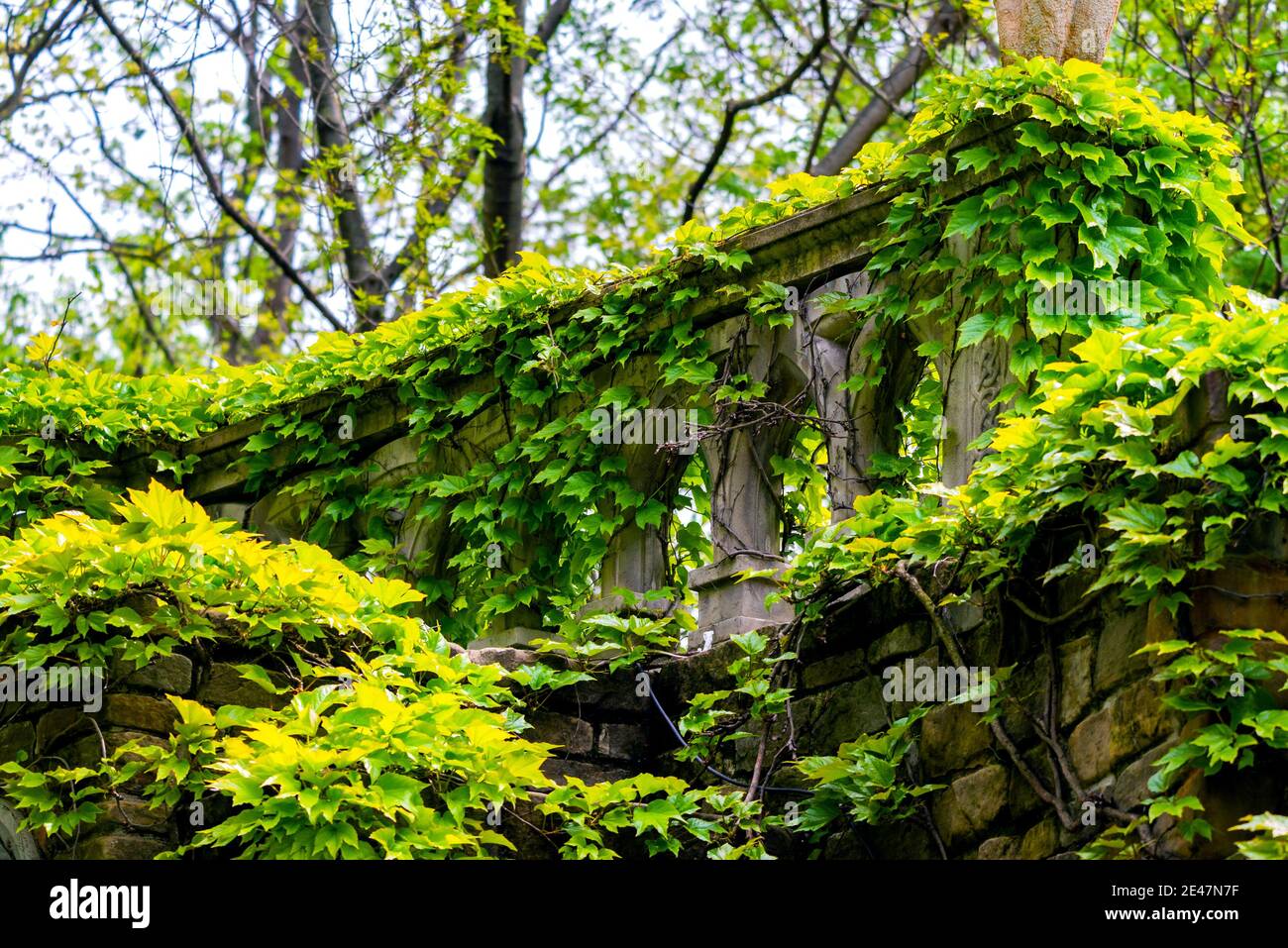 English Ivy or Hedera Helix is a clinging evergreen vine plant. Stock Photo