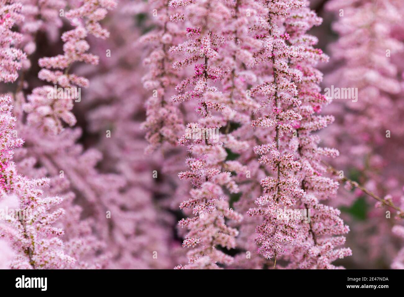 Beautiful blooming Smallflower Tamarisk tree or Tamarix parviflora with pink flowers. Stock Photo