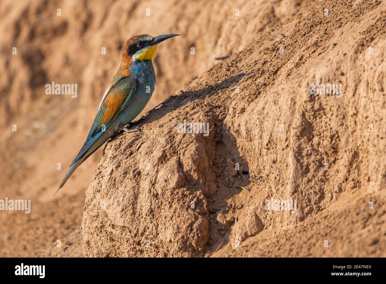 European bee-eater bird sit on a ground. Stock Photo