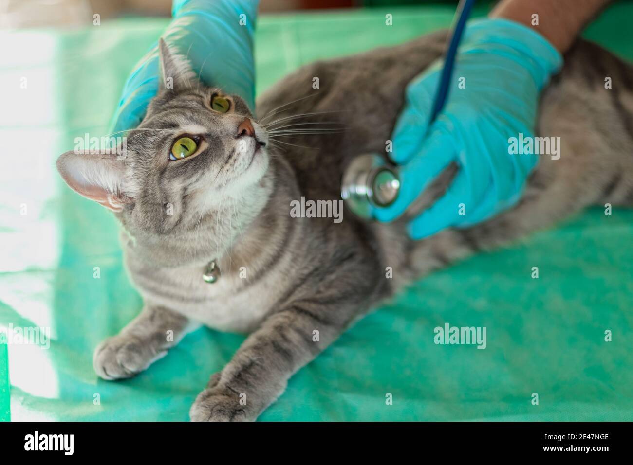 Male veterinarian examines satisfied cat with a stethoscope. Gray cat ...