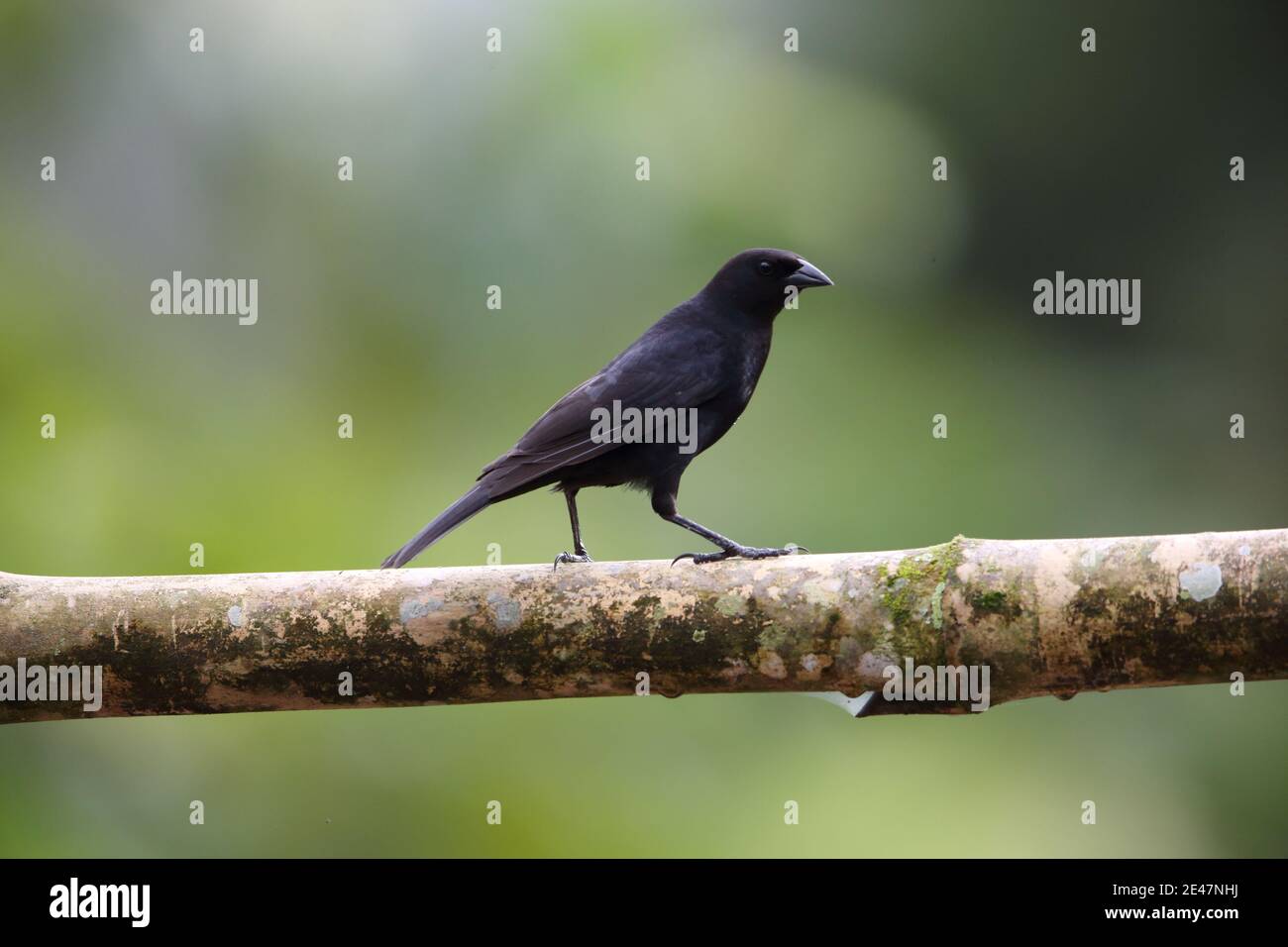 Scrub blackbird (Dives warczewiczi) in Equador Stock Photo