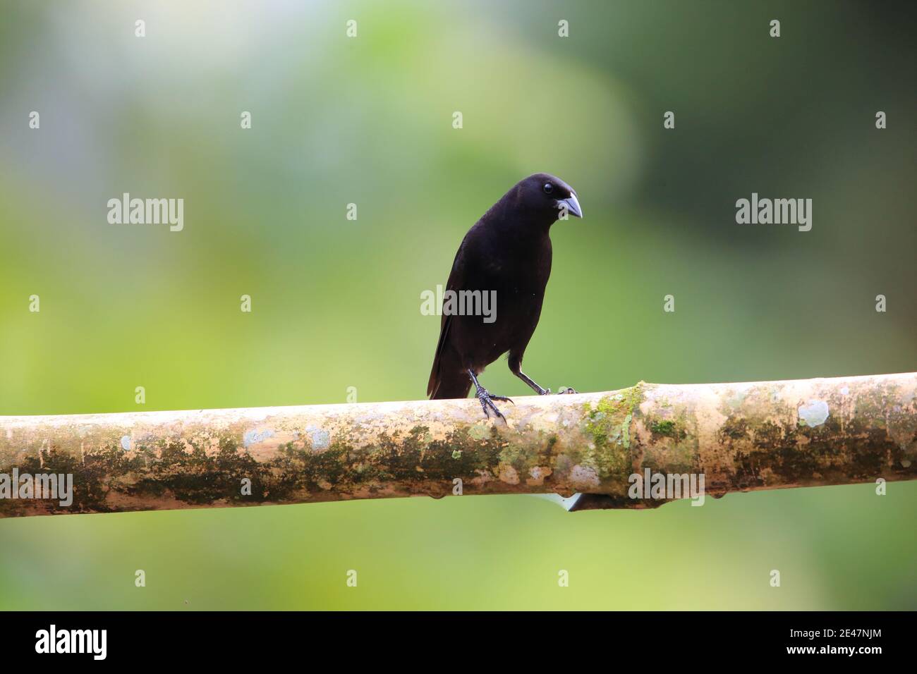 Scrub blackbird (Dives warczewiczi) in Equador Stock Photo
