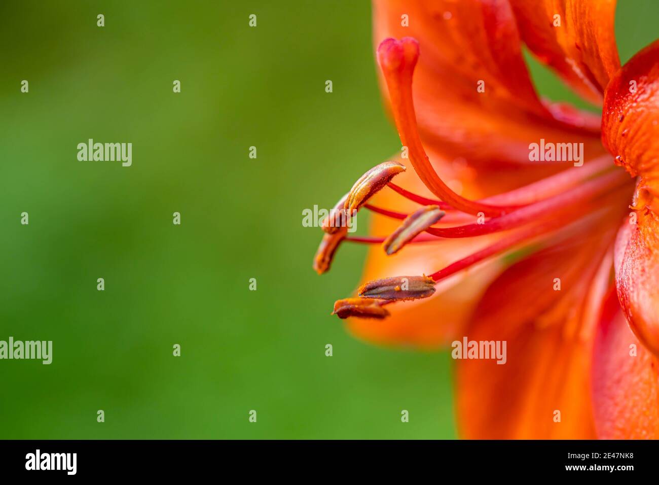 Orange flower on natural green background. Close up Spring pink lily flowers isolated on blurred background. A closeup of sunlit Kaffir Lilies. Copy Stock Photo