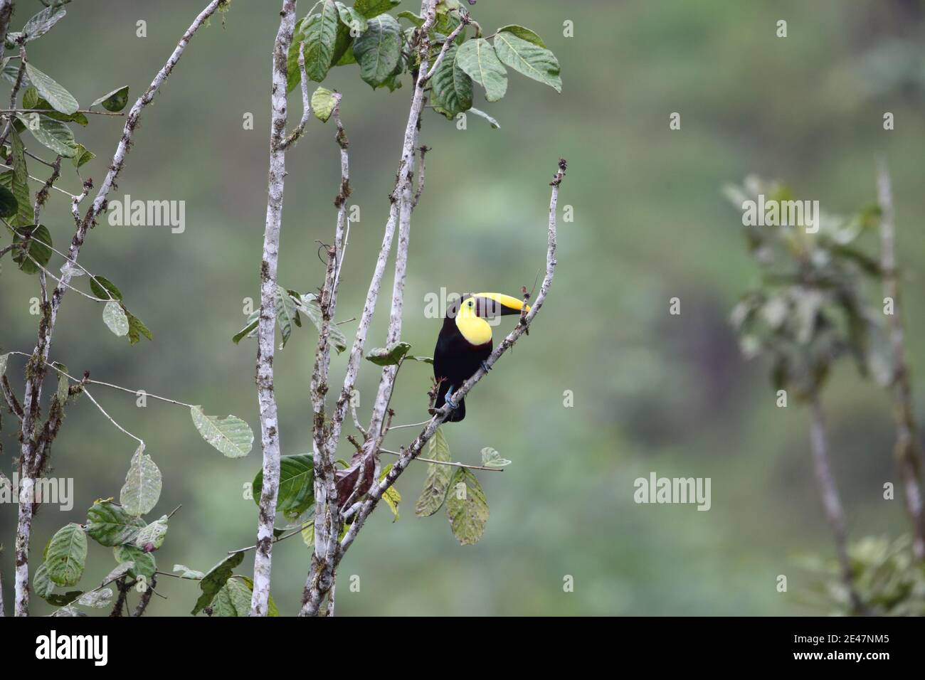 Chestnut-mandibled toucan or Swainson's toucan (Ramphastos ambiguus swainsonii) in Equador Stock Photo