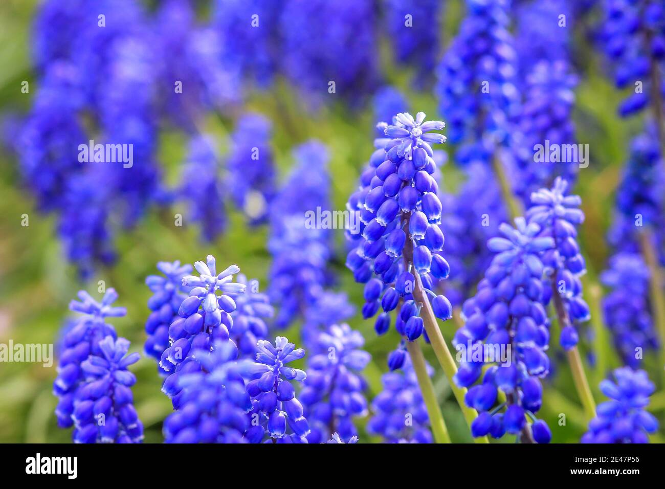 Blue Muscari, sort Ocean Magic Armeniacum Viola. Many muscari blue flowers in green. Spring muscari hyacinth flowers. Beautiful Blue spring holiday Stock Photo
