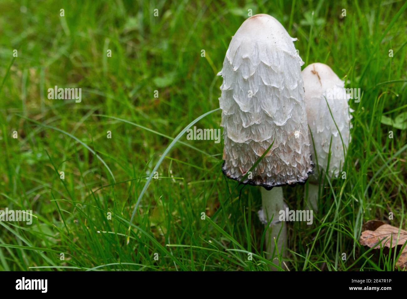 Pilze auf der Wiese Stock Photo Alamy