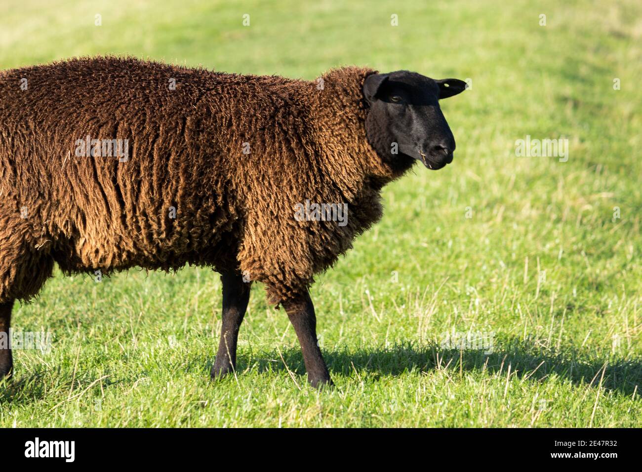 Deichschafe - A black-faced sheep with a thick brown wool coat