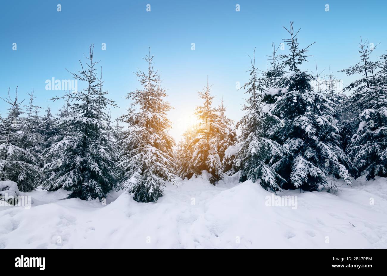 Enchanted snow forest winter landscape. Snow covered evergreen trees at sunset. Stock Photo