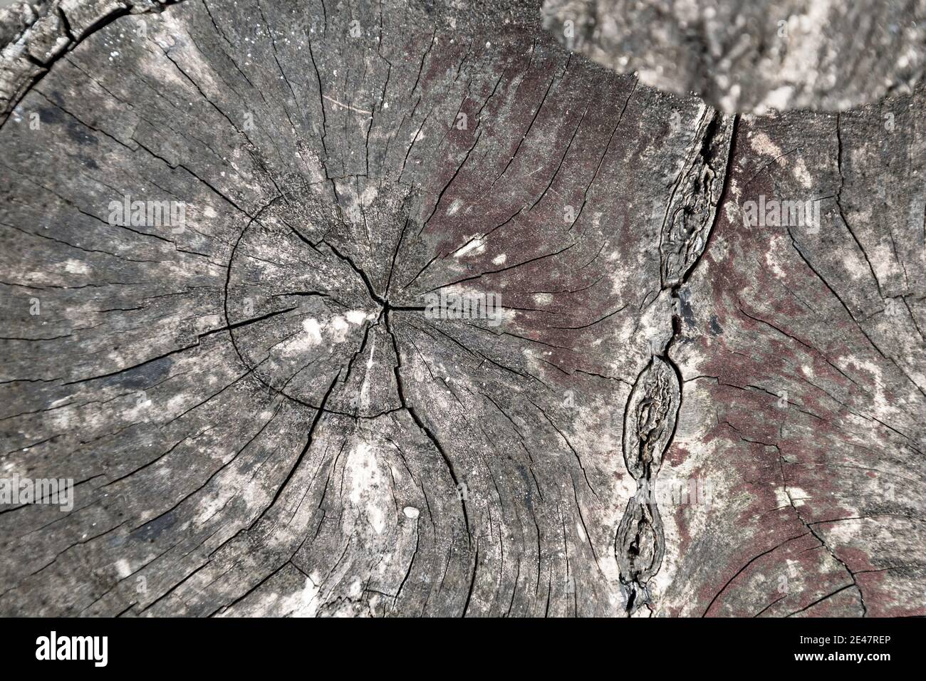 Black wood slice texture with cracks, natural pattern, background. Stock Photo