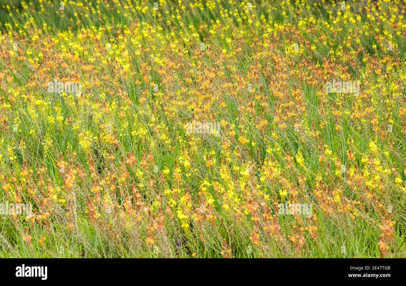 Beautiful field of wildflowers Stock Photo - Alamy