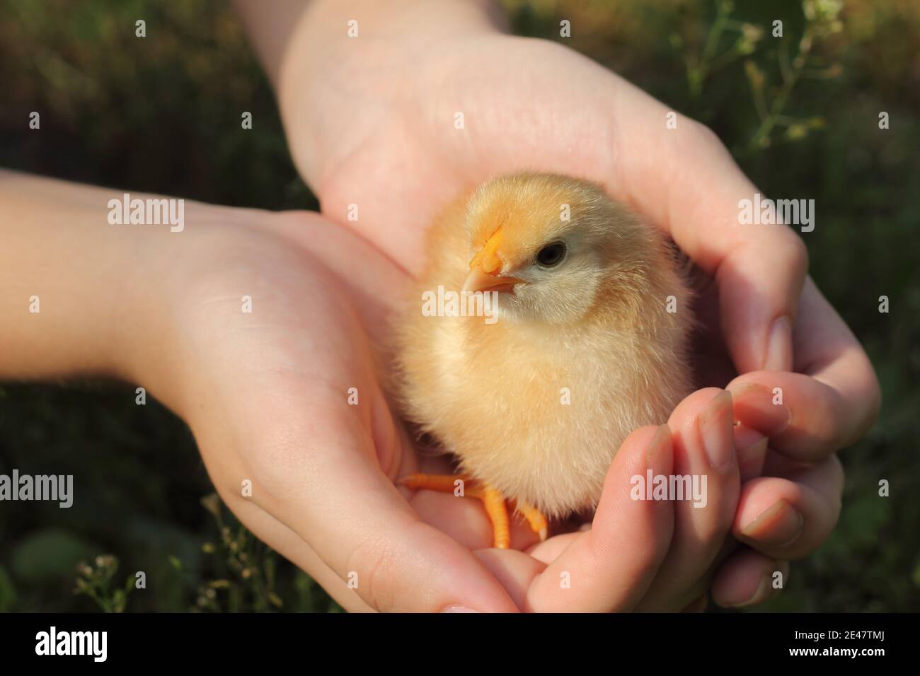 Little yellow chicken in the arms of a child Stock Photo