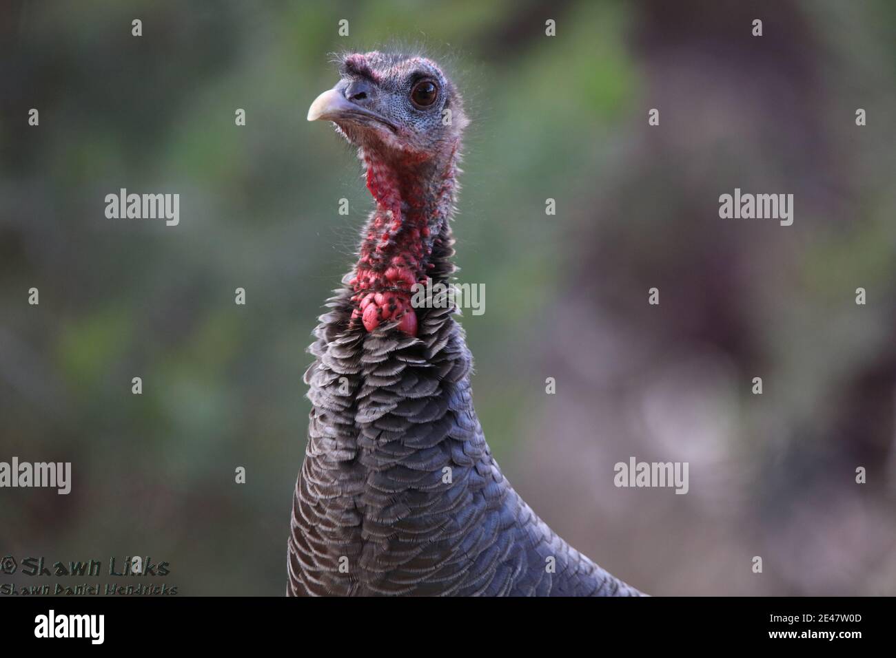 Turkey Portrait Stock Photo