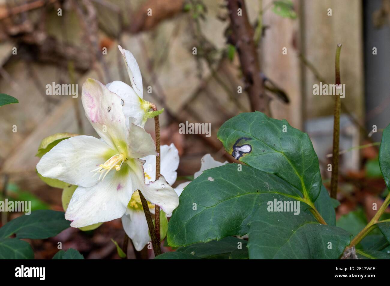 The Christmas rose, Helleborus niger is also called snow rose or hellebore and inspires in winter with its elegant white flowers. Stock Photo
