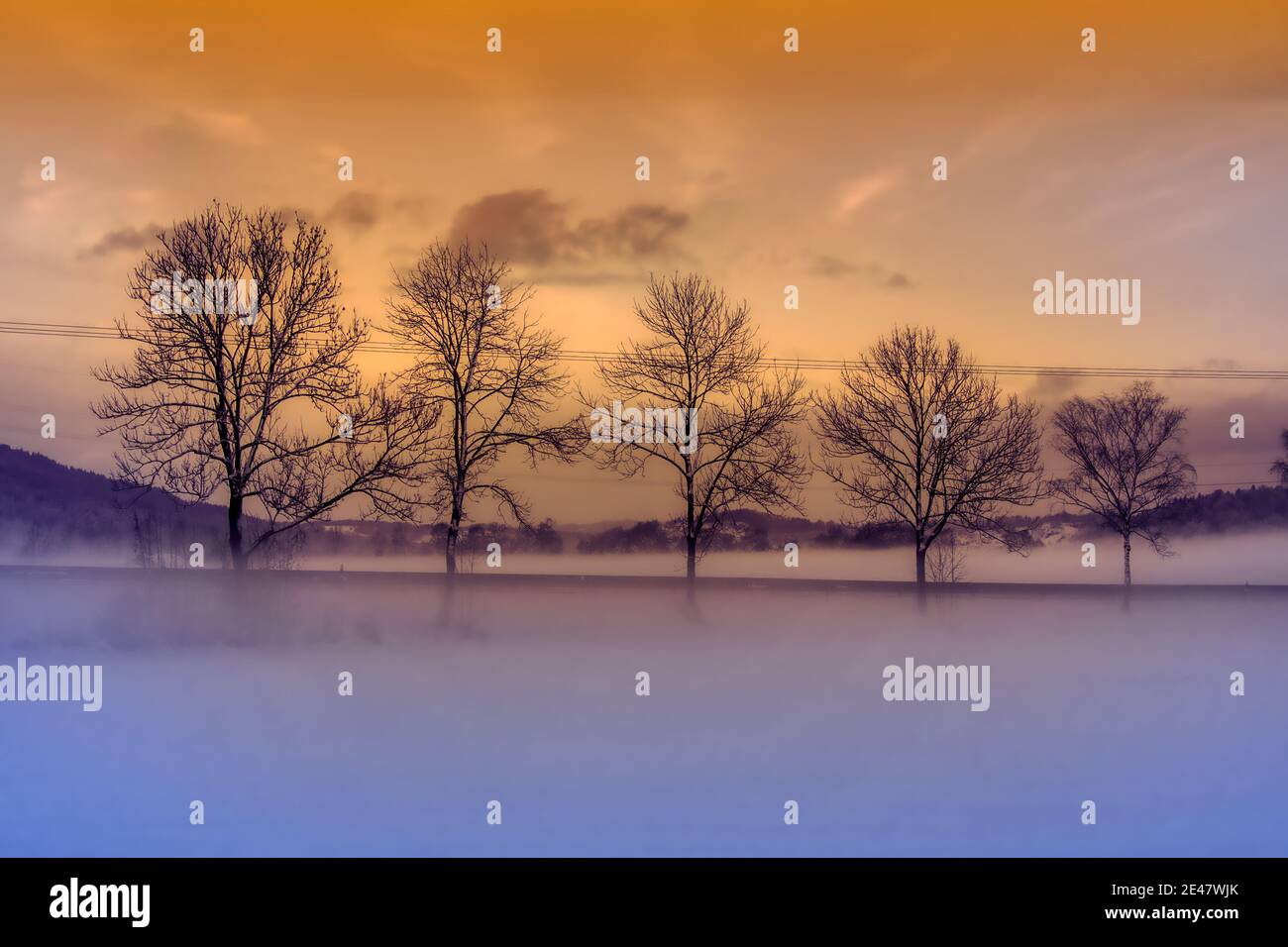 Amazing shot of trees and plants on a foggy day in winter Stock Photo ...