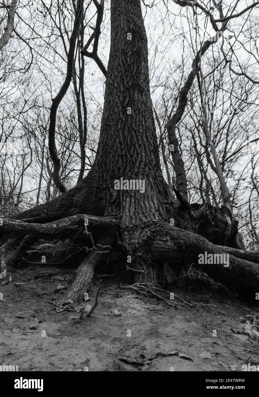 Closeup shot thick roots hi-res stock photography and images - Alamy