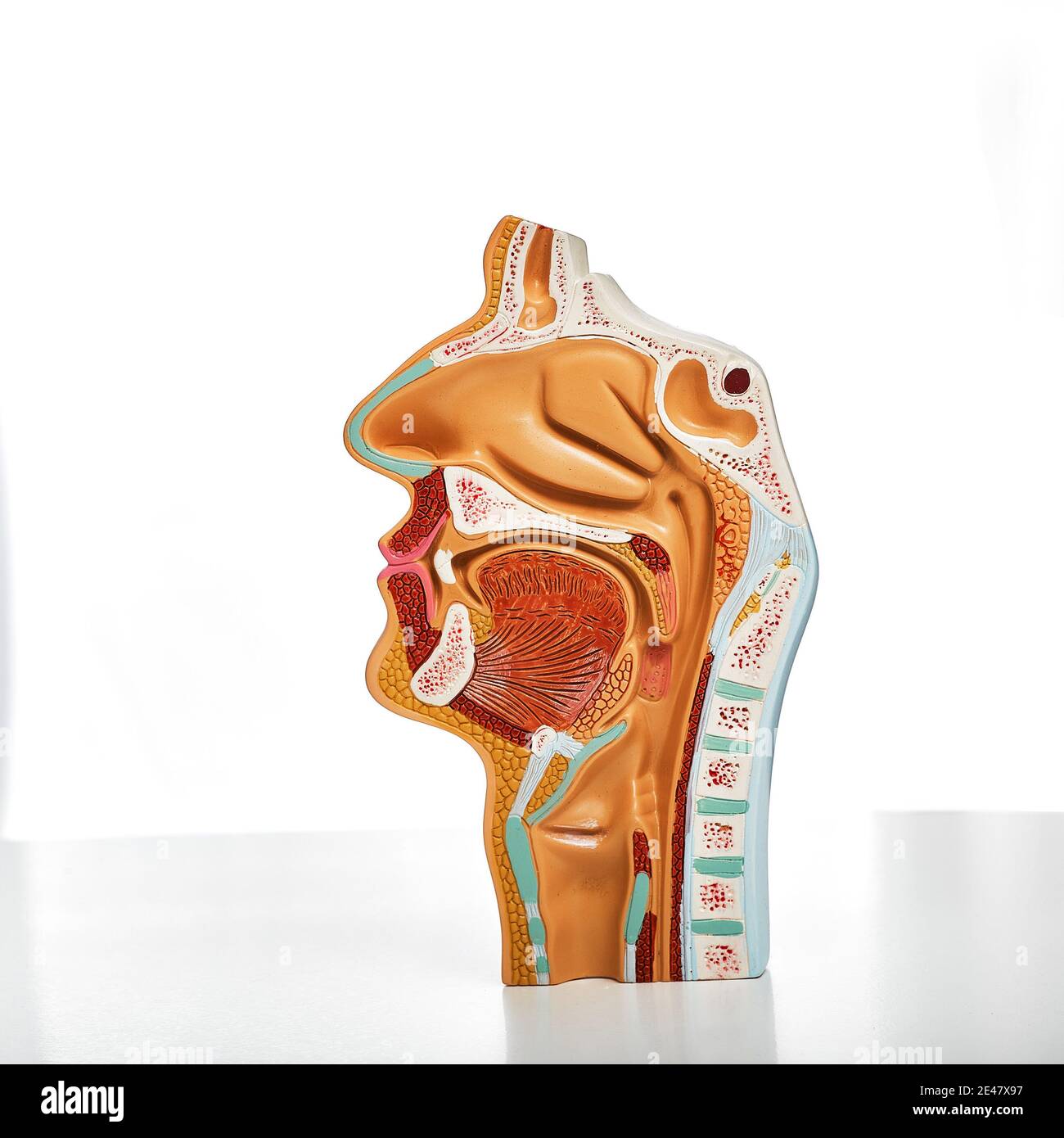 Anatomical sagittal model of nasal cavity, oral cavity, larynx and pharynx for medical and biological education. Close-up, isolated on white Stock Photo