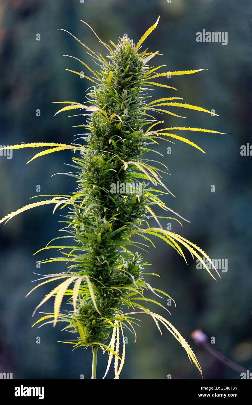 Marijuana plant cannabis flower bud Stock Photo