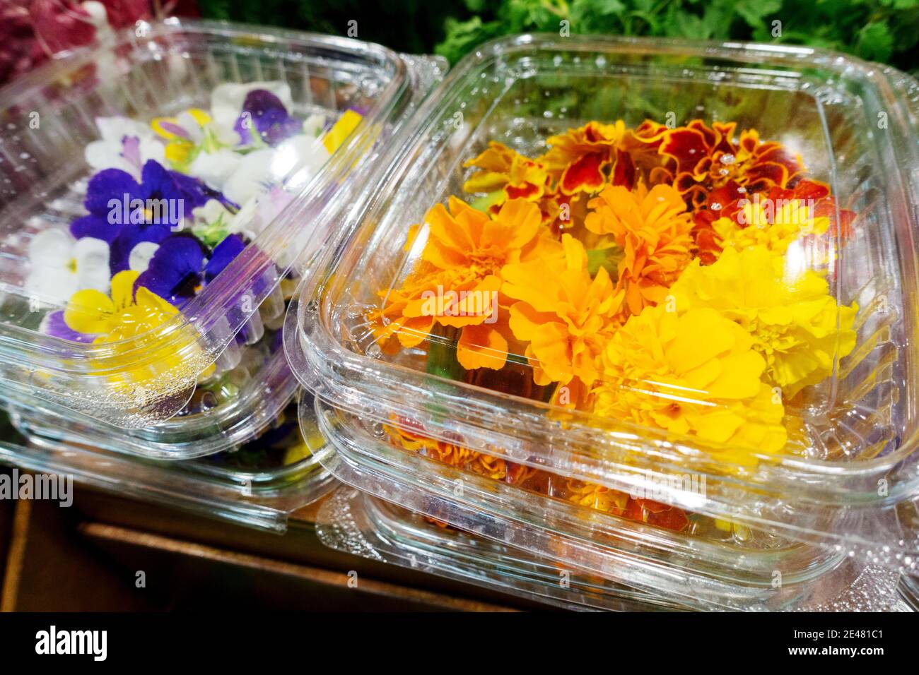 Edible flowers sale plants on market in plastic box Spain market marigolds flower Stock Photo