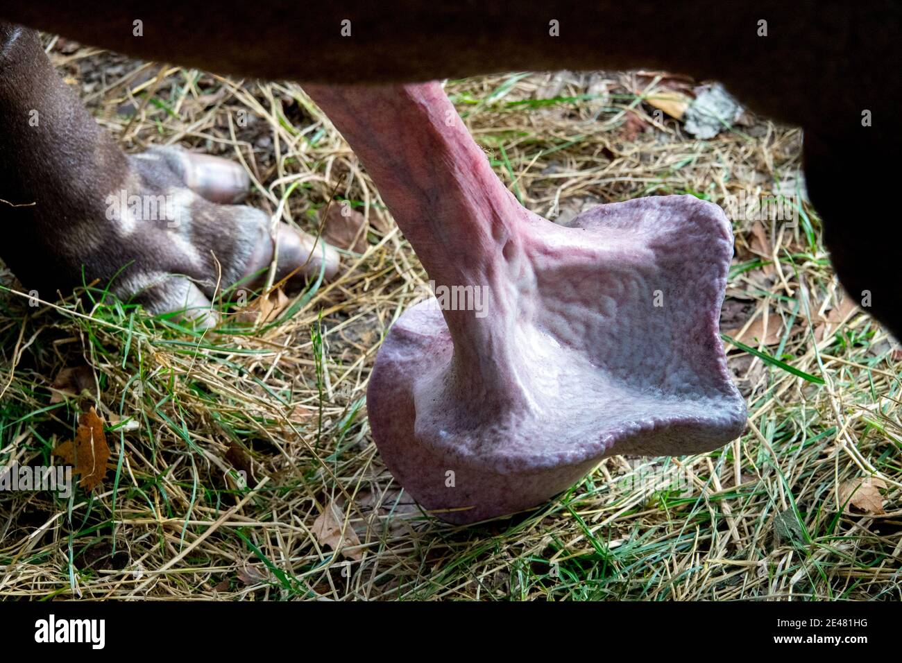 animals penises  Animal penis huge Tapir Stock Photo - Alamy