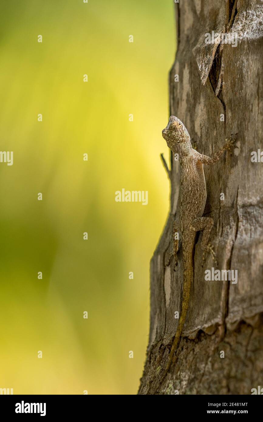Gecko in the dominican republic caribbean islands Stock Photo