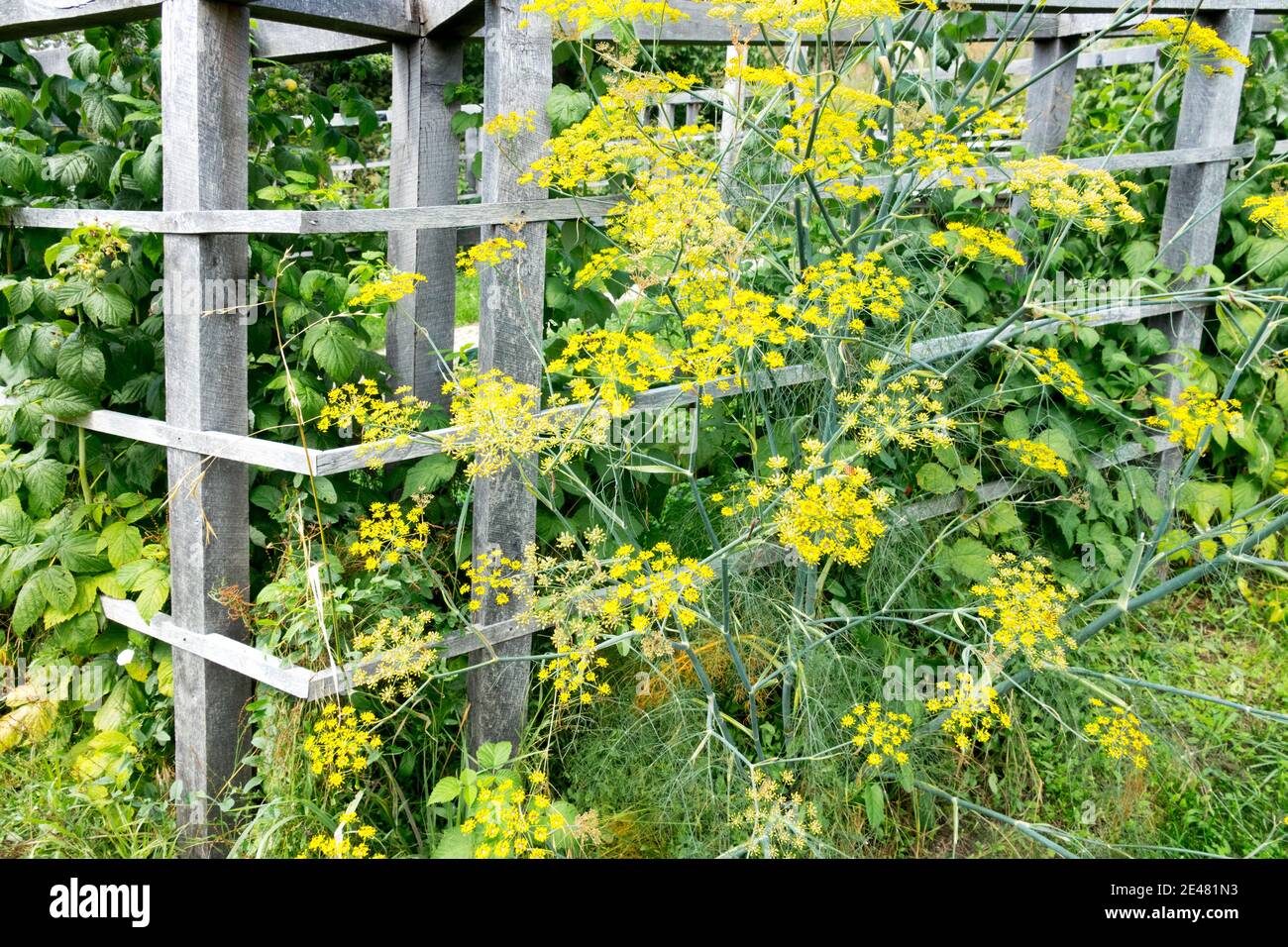 Fennel flower heads in the garden growing at a wooden support, Culinary herbs Stock Photo