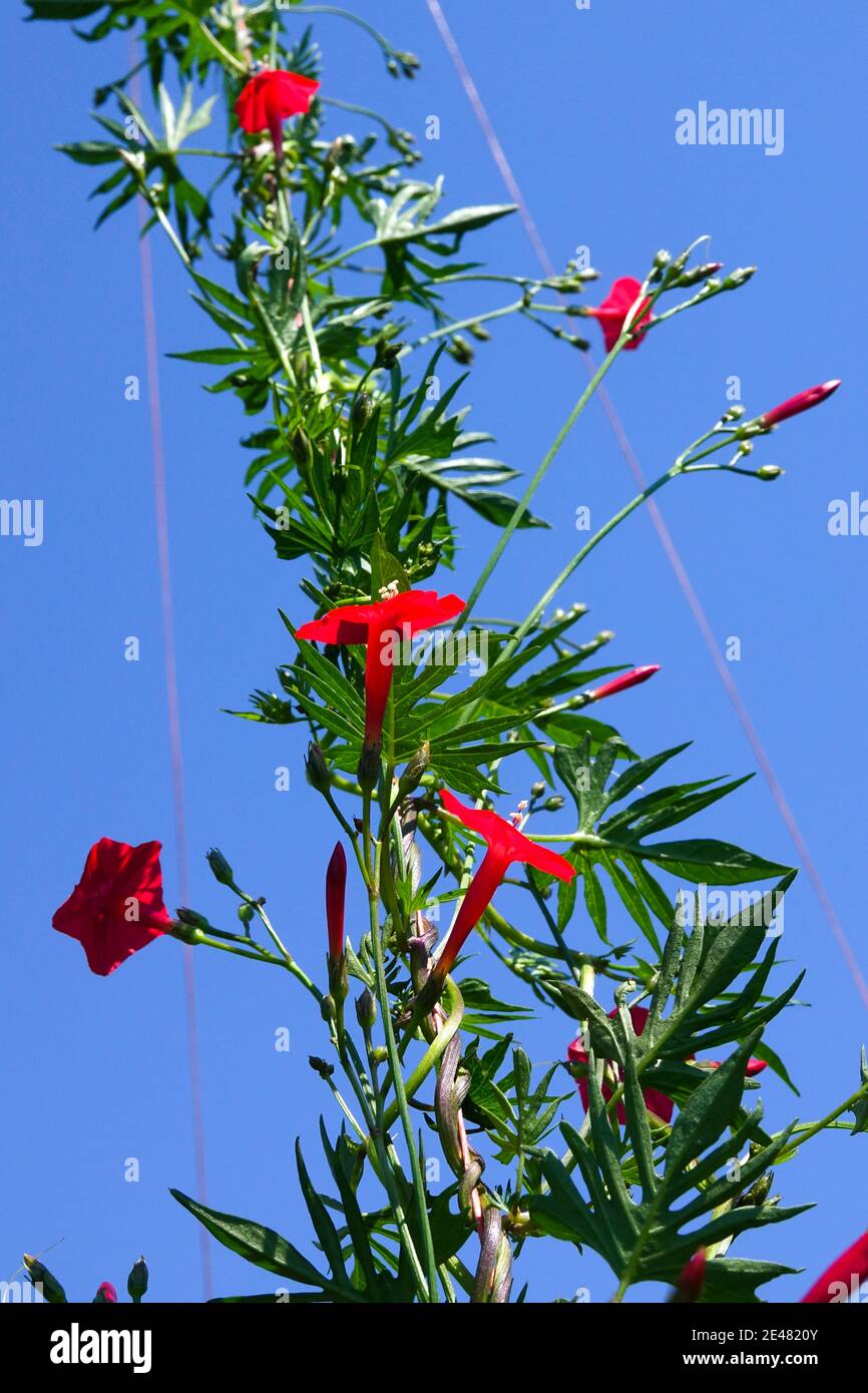 Ipomoea multifida, Quamoclit cardinalis Cardinal climber Stock Photo