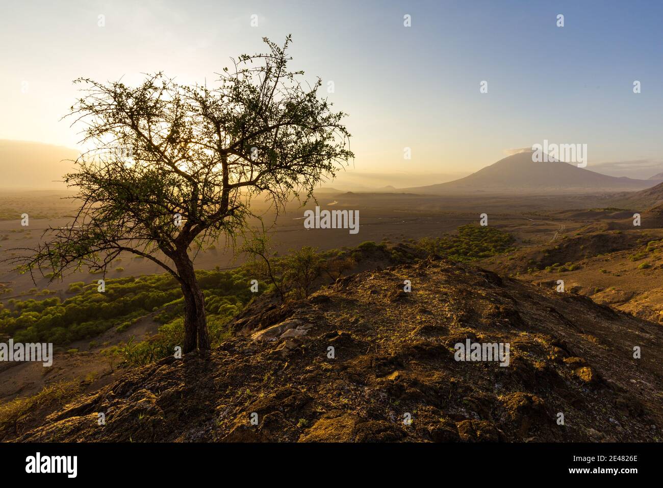 Tree in the evening light with Ol Doinyo Lengai volcano in the background, Tanzania Stock Photo