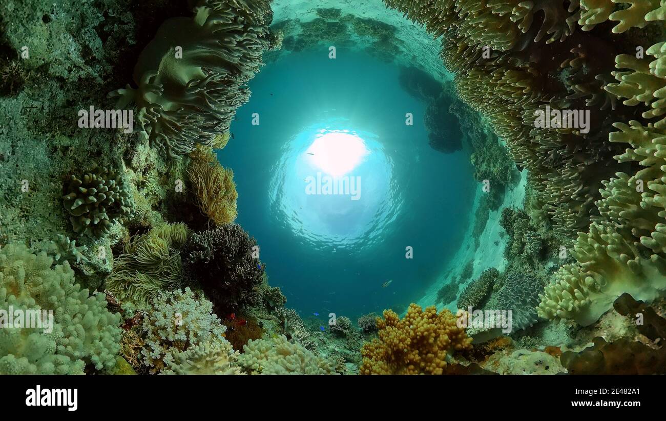 Sealife, Diving near a coral reef. Beautiful colorful tropical fish on