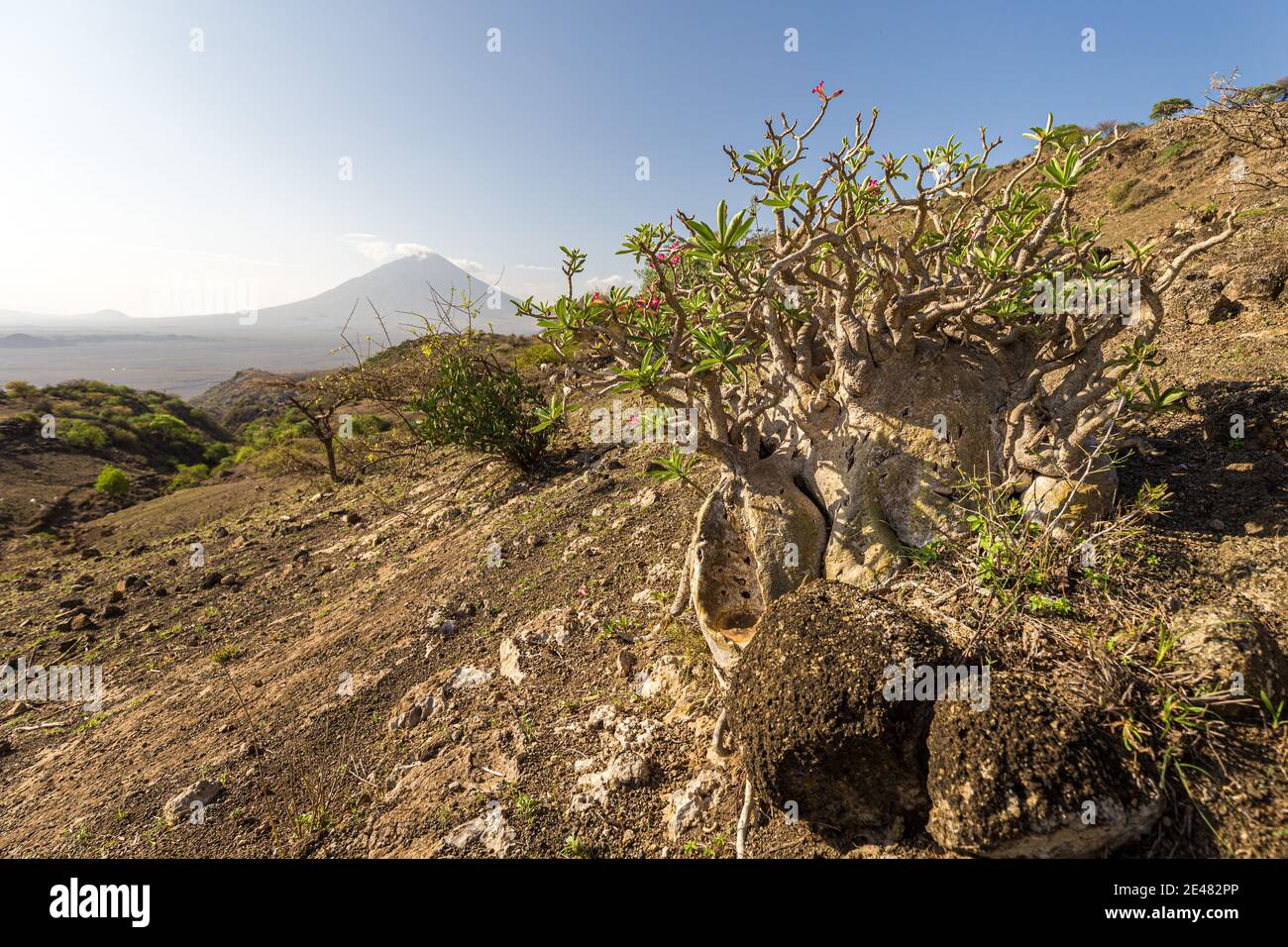 Flowering desert rose on a hill in the Lake Natron Area, Tanzania Stock Photo