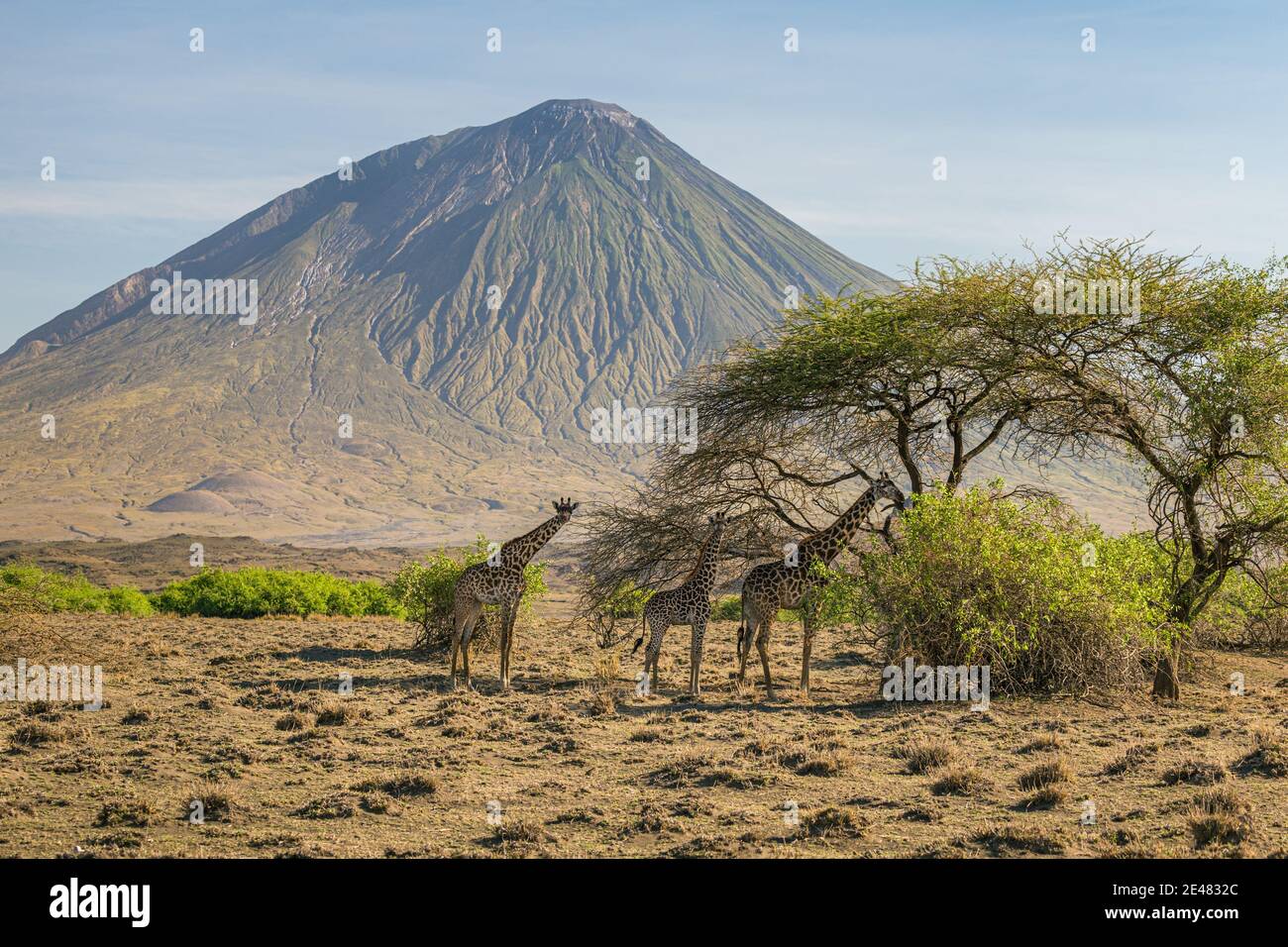 Three giraffes eating from a tree, Lake Natron Area, Tanzania Stock Photo
