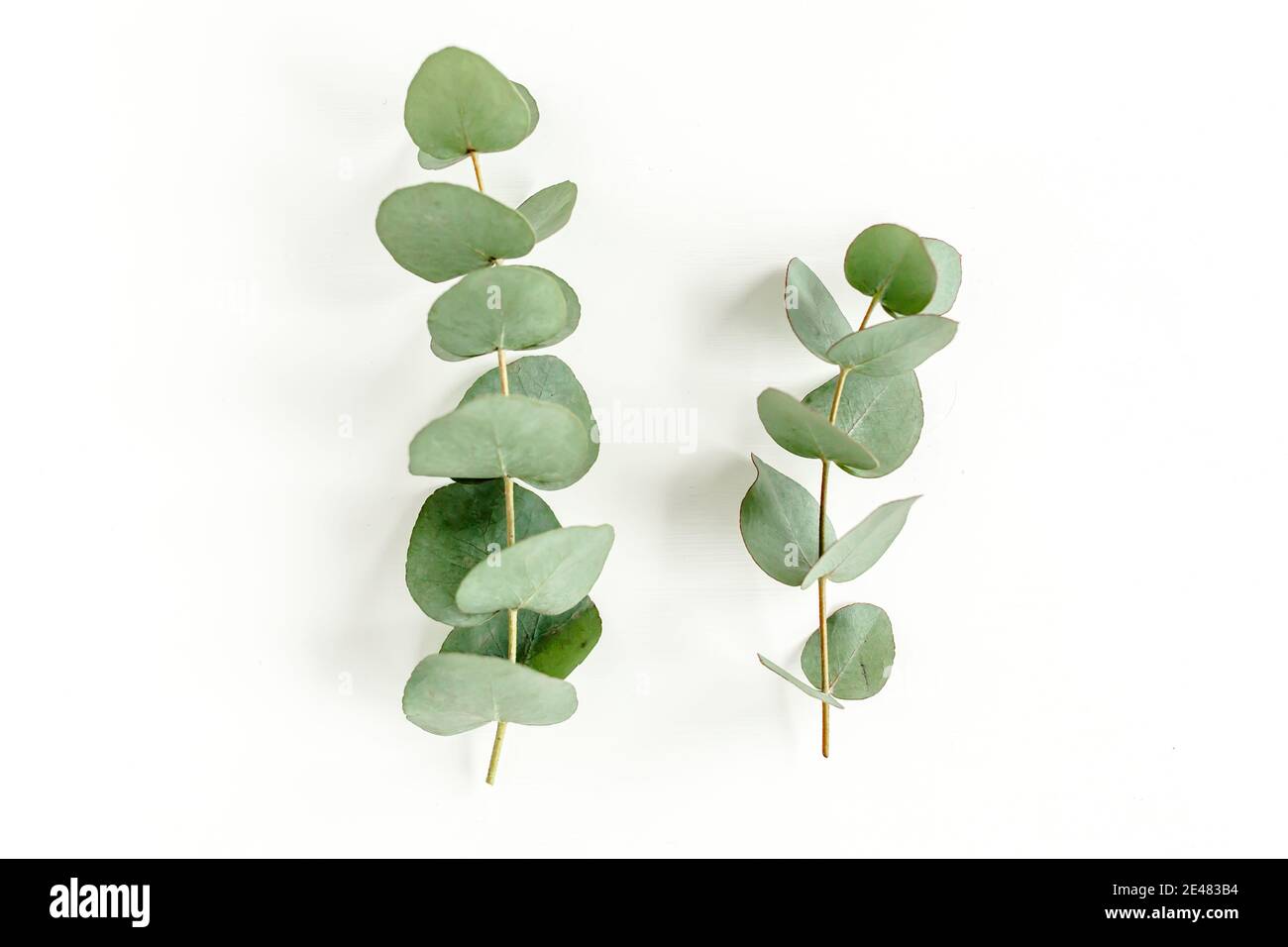 Green leaves eucalyptus isolated on white background Stock Photo - Alamy