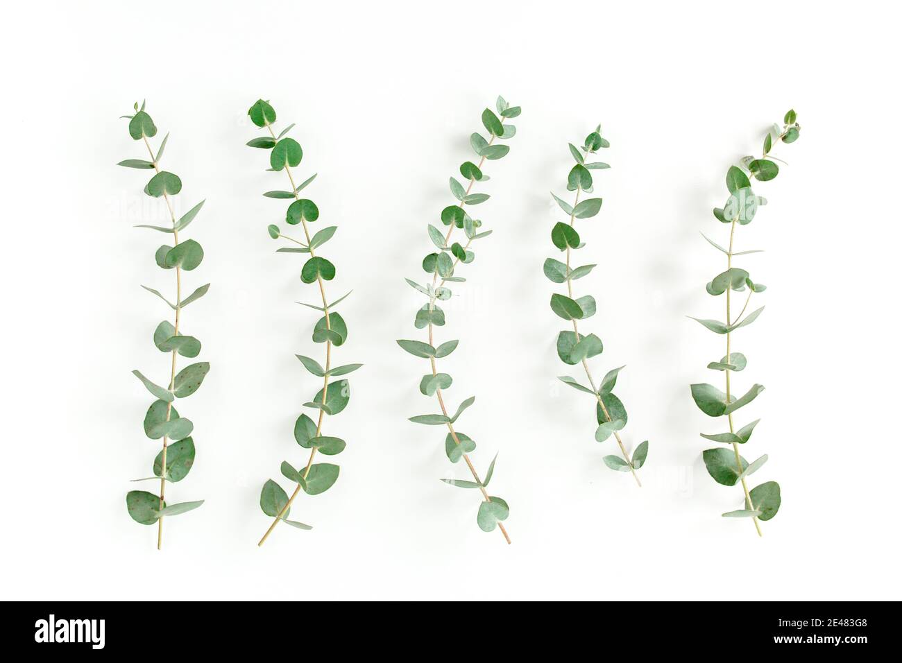 Green leaves eucalyptus isolated on white background Stock Photo - Alamy