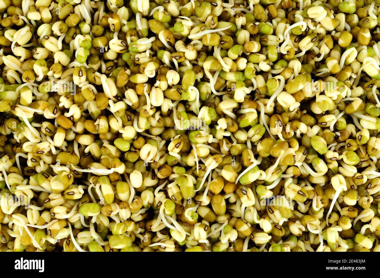 Germinating mung bean background, also known as green gram and maash Stock Photo
