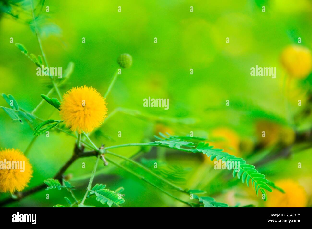 Yellow ballshaped wild flowers on green background Stock Photo Alamy