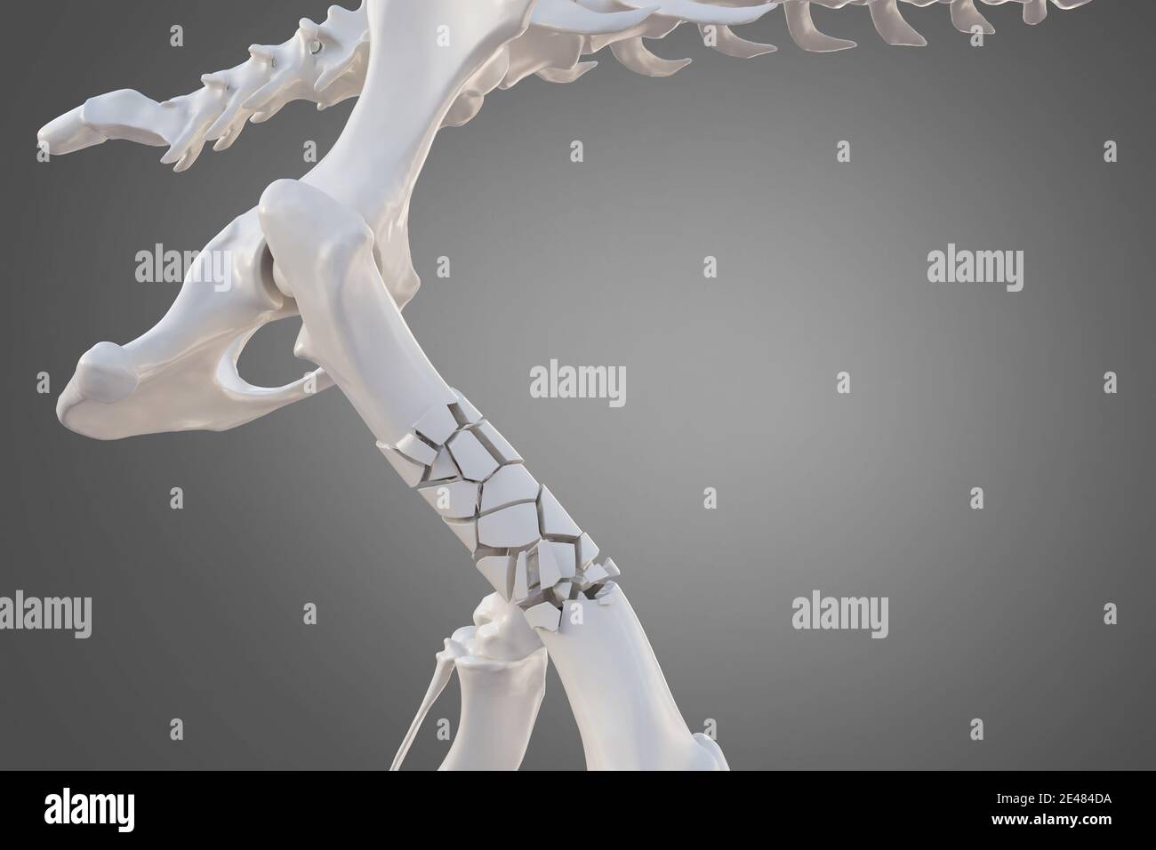 Broken dog femur bone with visible other bones. Canine skeleton 3d illustration Stock Photo