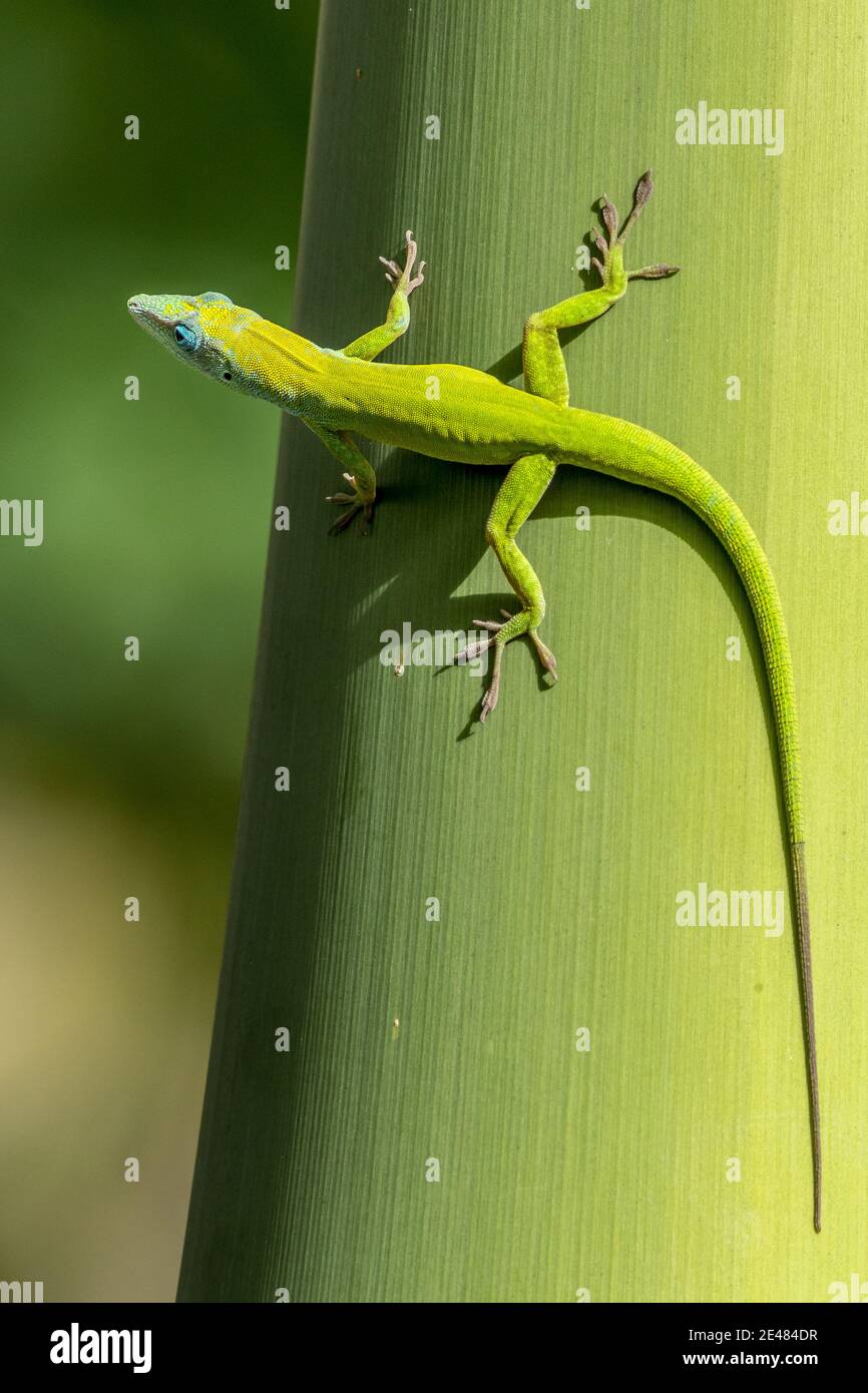 Animal Postcard Geko Gekos Having Fun US Virgin Islands Lizard Love Caribbean 