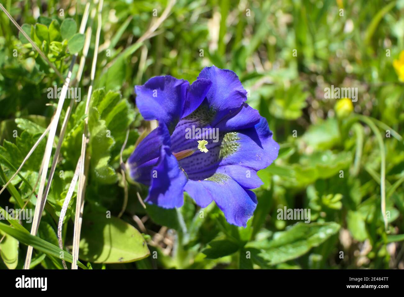 Bright blue alpine gentian with pistil on a lush mountain meadow in the alps Stock Photo