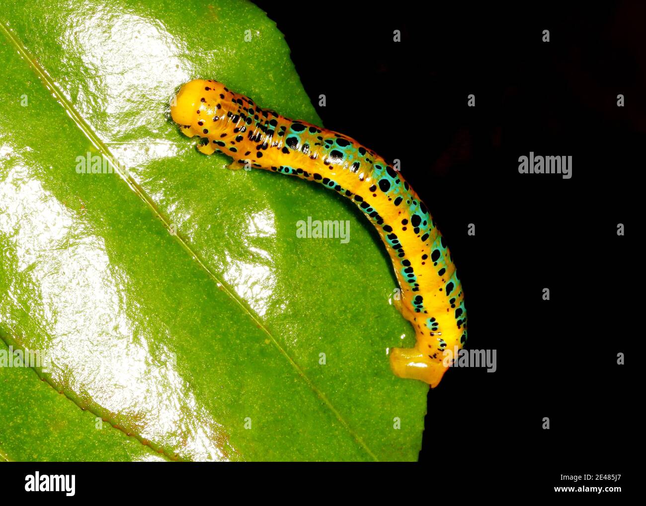 Caterpillar of Blue Tiger Moth, Dysphania percota, Ganeshgudi, Karnataka, India Stock Photo