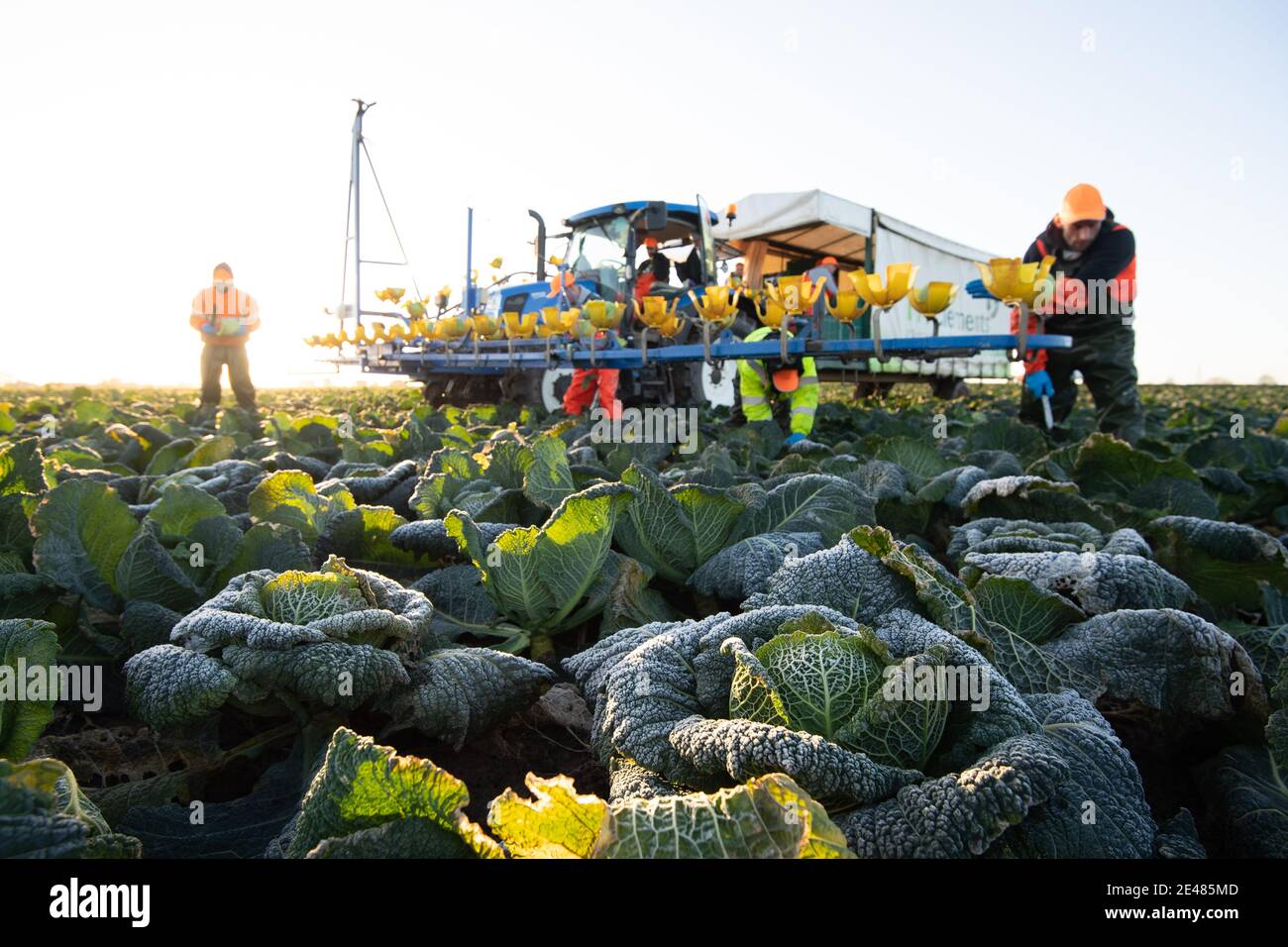 Workers harvest savoy cabbages at TH Clements near Boston in Lincolnshire. Picture date: Friday January 22, 2021. Stock Photo