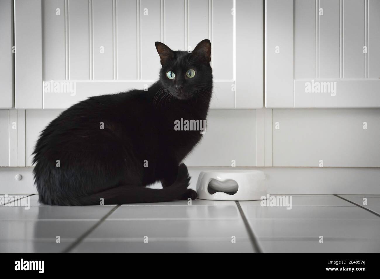 Black cat sitting and eating on white background Stock Photo