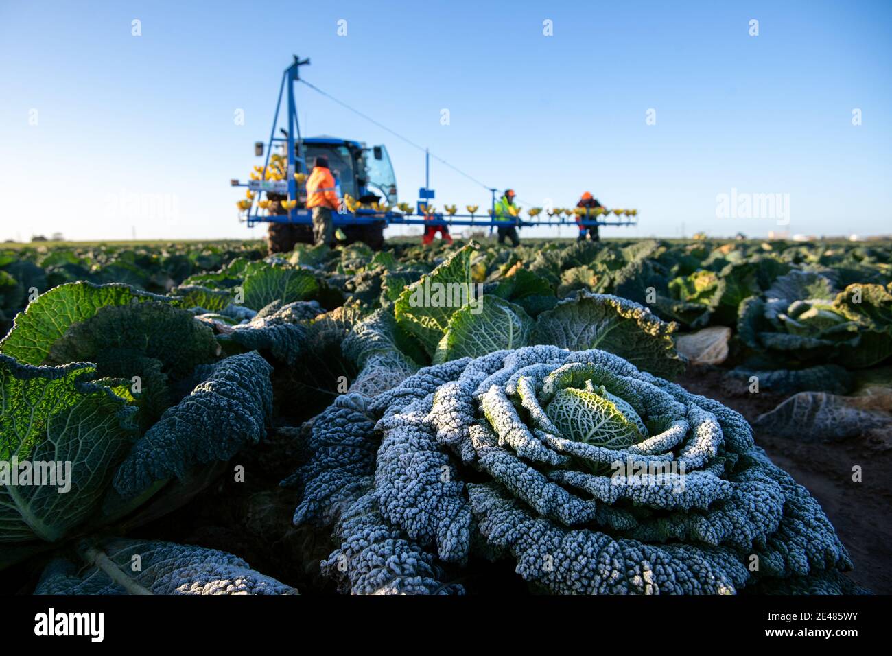 Workers harvest savoy cabbages at TH Clements near Boston in Lincolnshire. Picture date: Friday January 22, 2021. Stock Photo