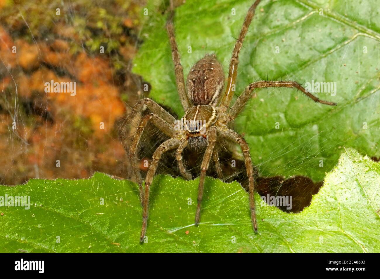 Indian Funnel Web Spider, Agelenidae Family, Ganeshgudi, Karnataka, India Stock Photo