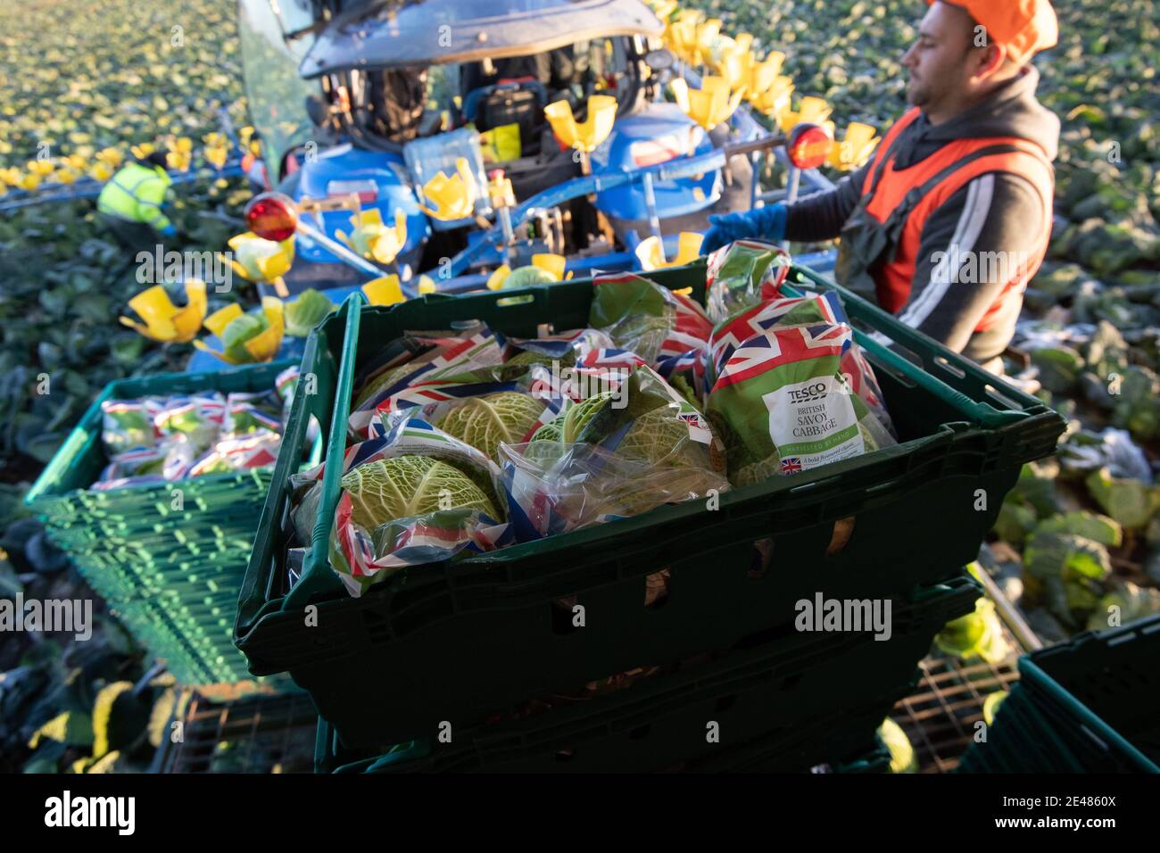 Workers harvest savoy cabbages at TH Clements near Boston in Lincolnshire. Picture date: Friday January 22, 2021. Stock Photo