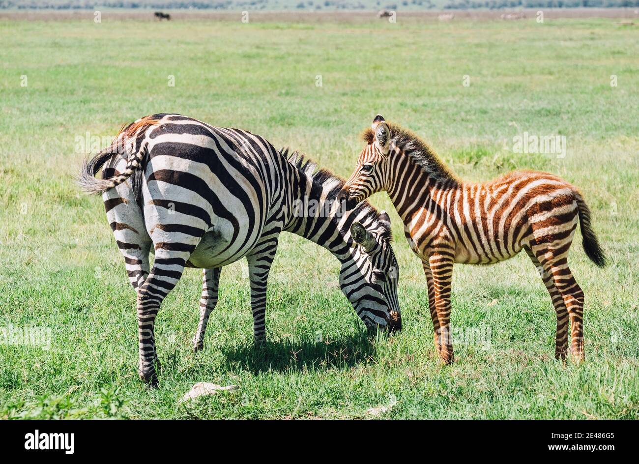 Adult Grant's Zebra standing with her foal in the Ngorongoro Crater  Conservation Area, Tanzania, East Africa. Beauty in wild nature and  traveling conc Stock Photo - Alamy