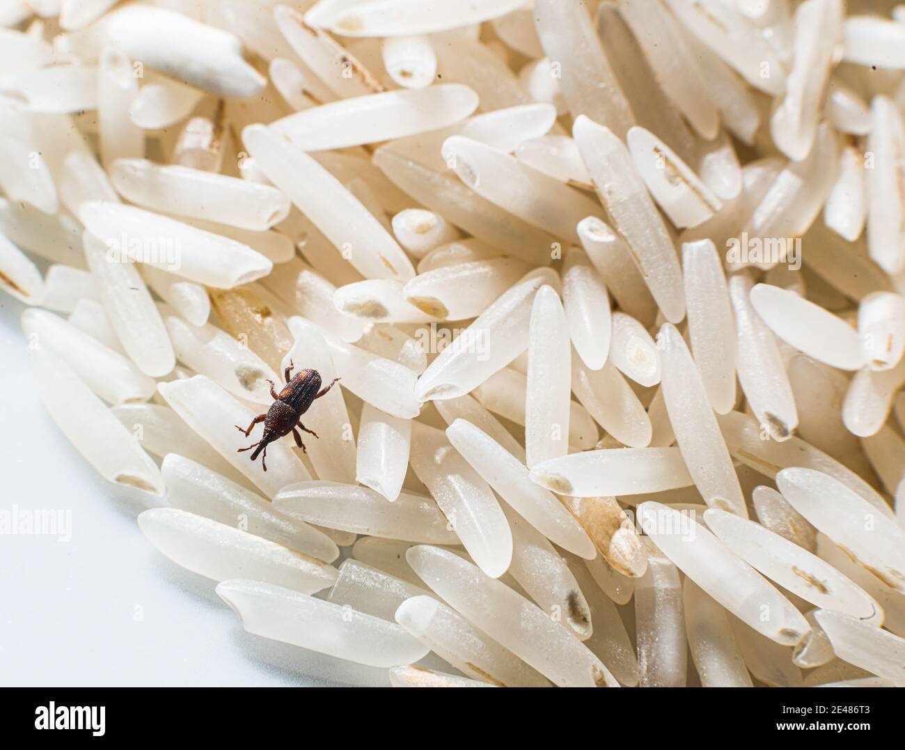 Bugs In Rice